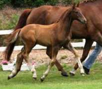 majesticgaits.com Ricoss