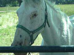 association-penelope.org Ridiana