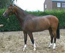 greenfieldstables.com Riejan