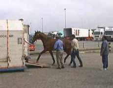 greenfieldstables.com Riejan