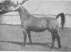 gelderlanderhorse.nl Rientje