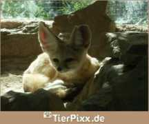 Riesen