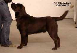 labrador-retriever.cz Rievaj