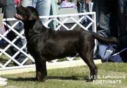 labrador-retriever.cz Rievaj