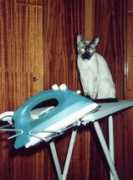 lat.citycat.ru Riezen