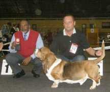 basset-hermelin.com Rigam