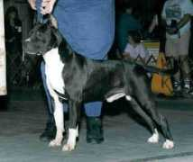 Riggo