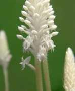 Righelato