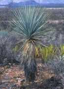 yuccaagavaceae.com Rigida