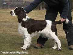 desperado.no Rigoletta