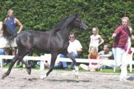 arabianhorses.ch Rigona