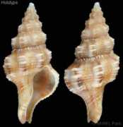 gastropods.com Rikae