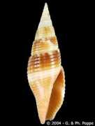 gastropods.com Rikae