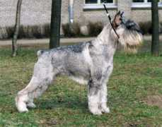 dronas-spb.narod.ru Rikert