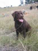 dogzonline.com.au Rikim