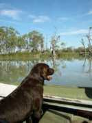 dogzonline.com.au Rikim
