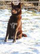 saunalahti.fi Rikkola