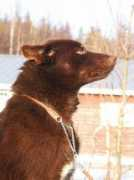 saunalahti.fi Rikkola