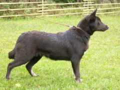 saunalahti.fi Rikkola