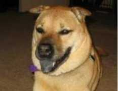 dogster.com Rilie