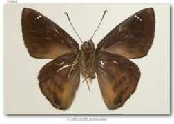 butterfliesofamerica.com Rimana
