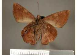 butterfliesofamerica.com Rimana