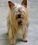 gotdogsonline.com Rimola