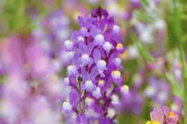 hanakotoba-labo.com Rinaria