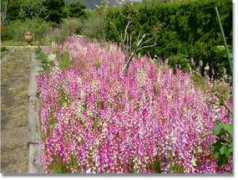 red.oit-net.jp Rinaria