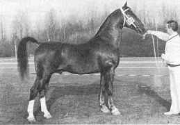 gelderlanderhorse.nl Rincu