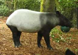 tapirtype.com Rindang