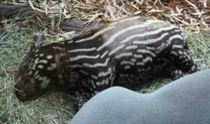 tapirtype.com Rindang