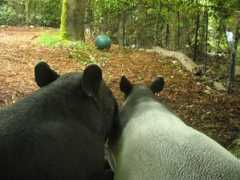 tapirtype.com Rindang