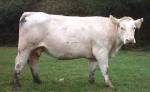 britishcharolais.com Rinella
