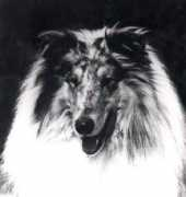 rainshadecollies.com Ringleader