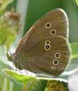 Ringlet