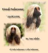 pachacumac.de Rinnah