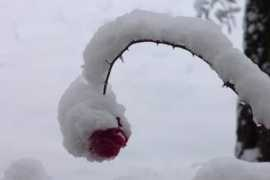 cittadellaspezia.com Riolino