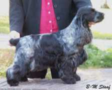 kennel-pinifarinas.se Rionel