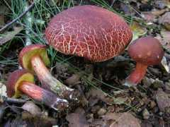 mycokey.com Ripal