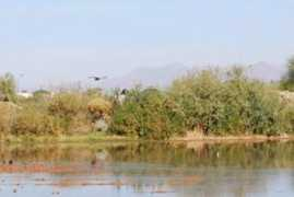 phoenix.about.com Riparian