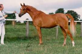 arabianhorses.regenbogenland.ch Rishah