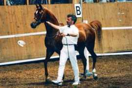 arabianhorses.ch Rishah