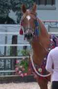 arabianhorses.ch Rishah