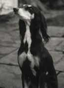 saluki.co.nz Rishat