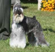 aristosminischnauzers.com Ristos