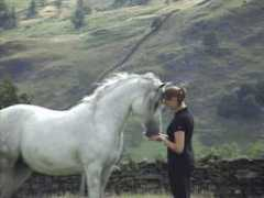 arabianhorse.co.uk Rithan
