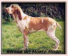 washnwatchdogs.com Rivana