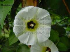 barbadine.com Rivea