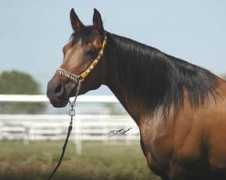 babsonarabians.com Rivian